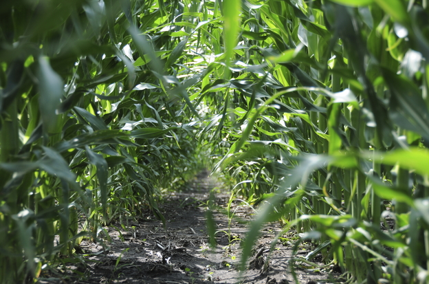 Corn field